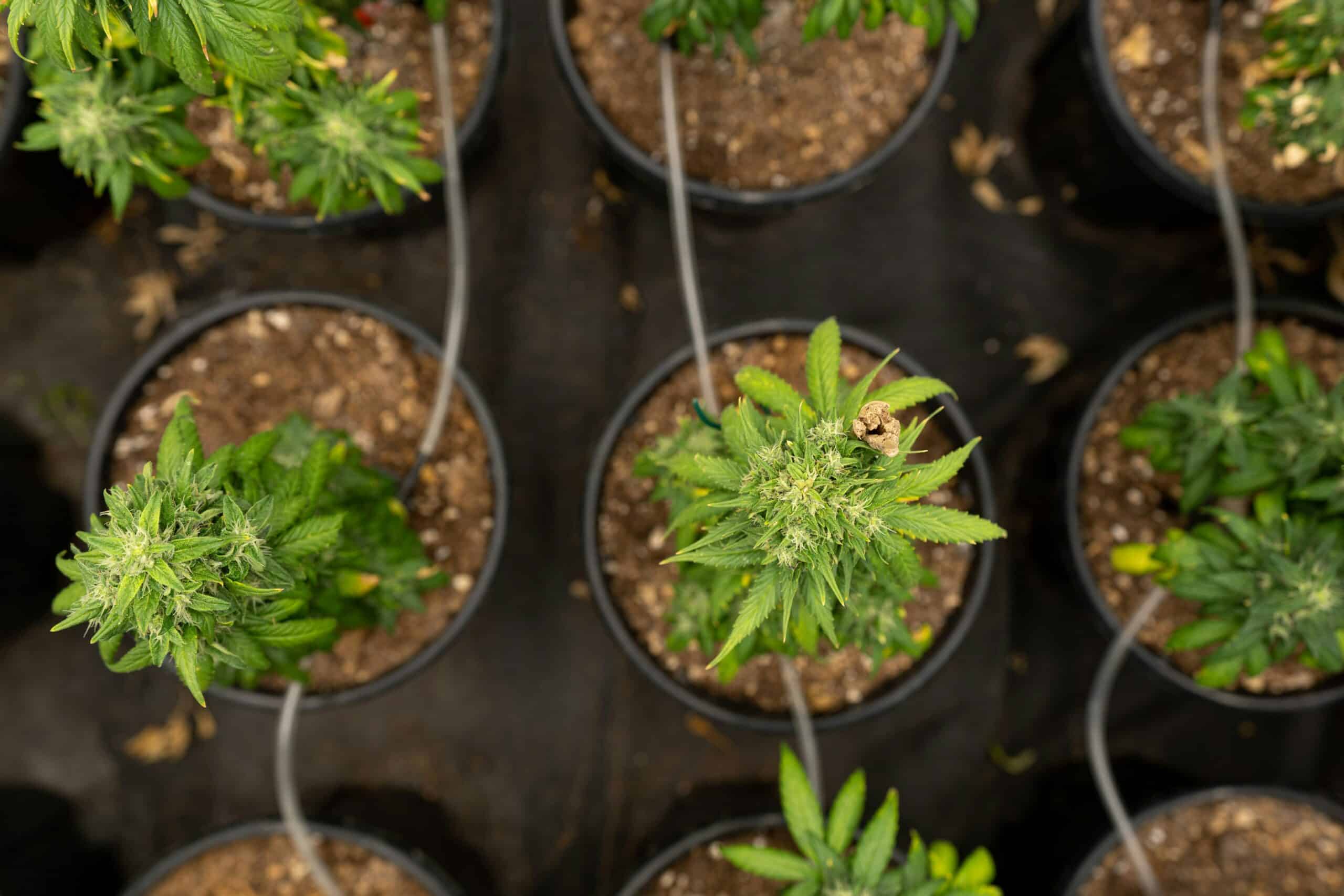 cannabis seedlings